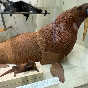 Walrus