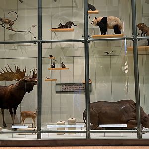 Left Side Wall Case Of Mammal Specimens