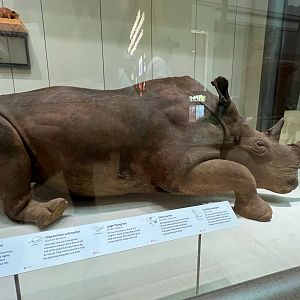 Northern White Rhinoceros