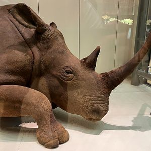 Northern White Rhinoceros