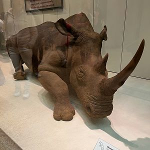 Northern White Rhinoceros