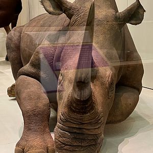 Northern White Rhinoceros