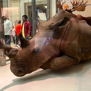 Northern White Rhinoceros