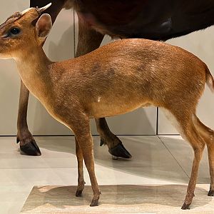 Southern Red Muntjac