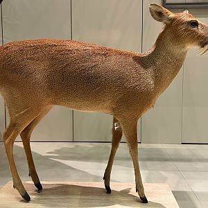 Chinese Water Deer