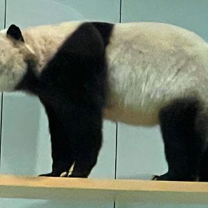 Giant Panda