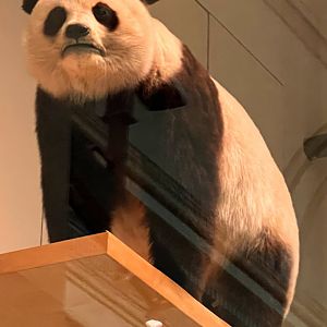 Giant Panda