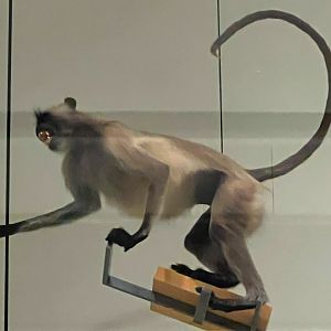 Hanuman Langur