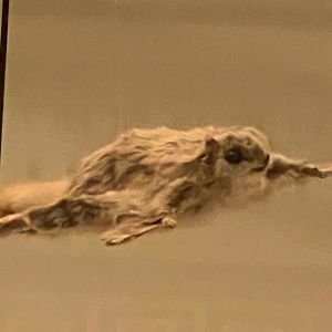 Siberian Flying Squirrel