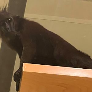 Crested Macaque