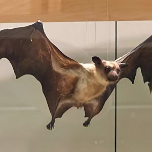 Large Flying Fox