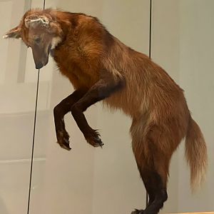 Maned Wolf
