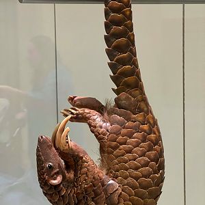 Chinese Pangolin