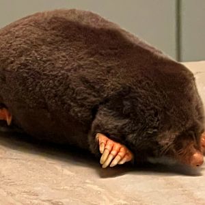 European Mole