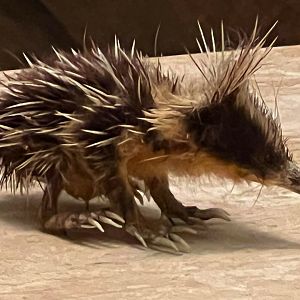 Streaked Tenrec