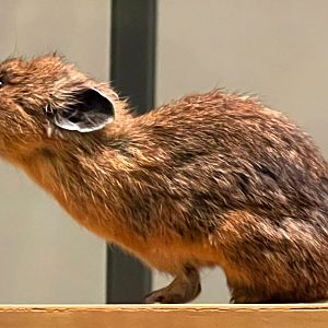American Pika