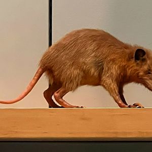 Hispaniolan Solenodon