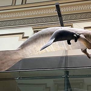 West Indian Manatees