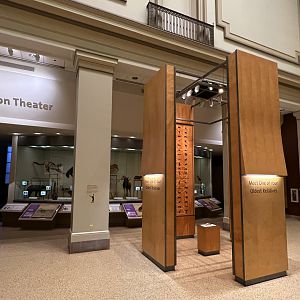 Morganucodon Display Area