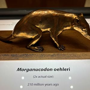 Morganucodon Sculpture
