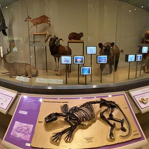 Curved Wall Case Of Mammal Specimens