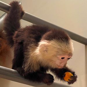 White Faced Capuchin