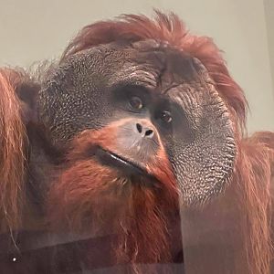 Orangutan Closeup