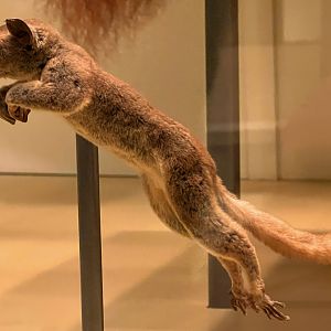 Southern Lesser Galago