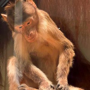 Rhesus Macaque