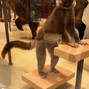 Brown Lemur