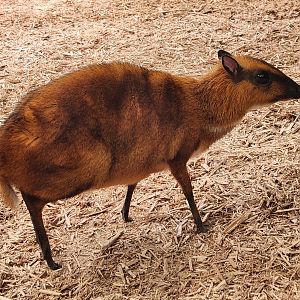 Columbus Zoo - Greater Chevrotain