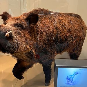 Eurasian Wild Boar