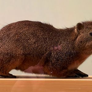 Rock Hyrax