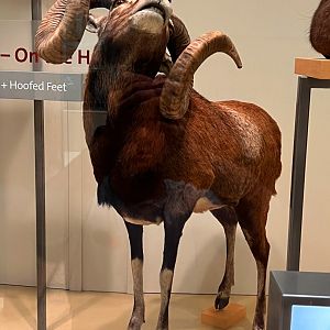 Mouflon