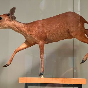 Natal Red Duiker