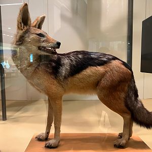 Black Backed Jackal