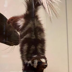 Western Spotted Skunk