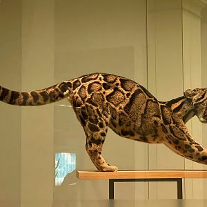 Clouded Leopard