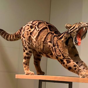 Clouded Leopard