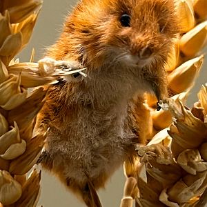 Eurasian Harvest Mouse