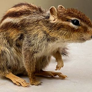 Cambodian Striped Squirrel