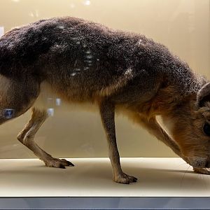 Patagonian Mara