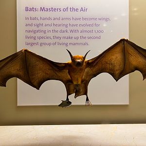 Greater Bulldog Bat