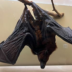 Black Flying Fox