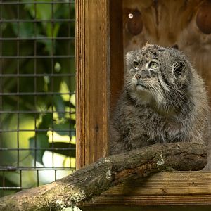 Pallas's cat : Cotswold WP : 09 May 2024
