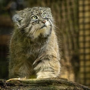Pallas's cat : Cotswold WP : 09 May 2024