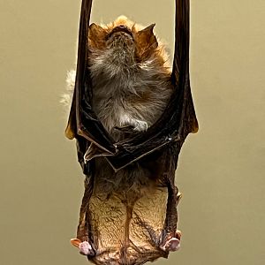 Spix's Disk Winged Bat