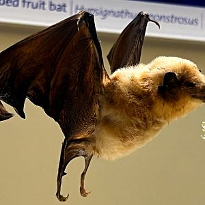 Pallas's Long Tongued Bat