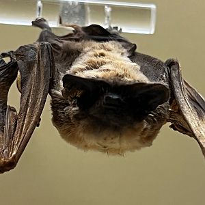 Brazilian Free Tailed Bat