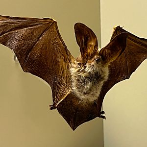 Brown Big Eared Bat